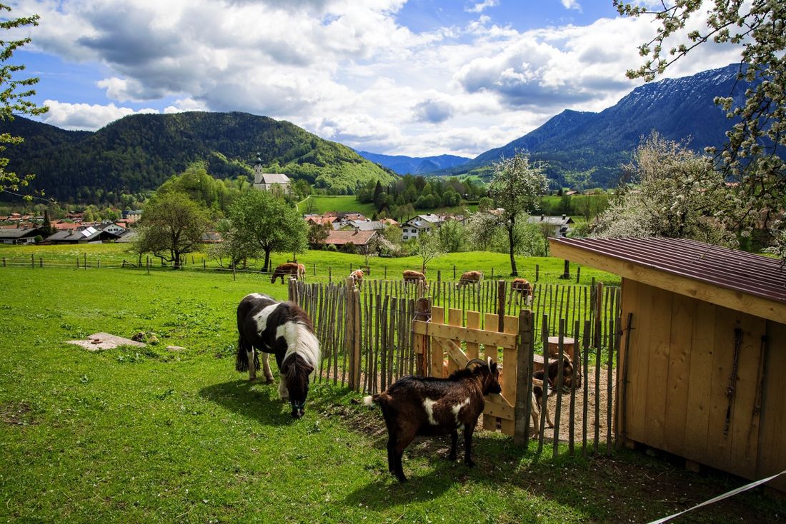 Unsere Tiere