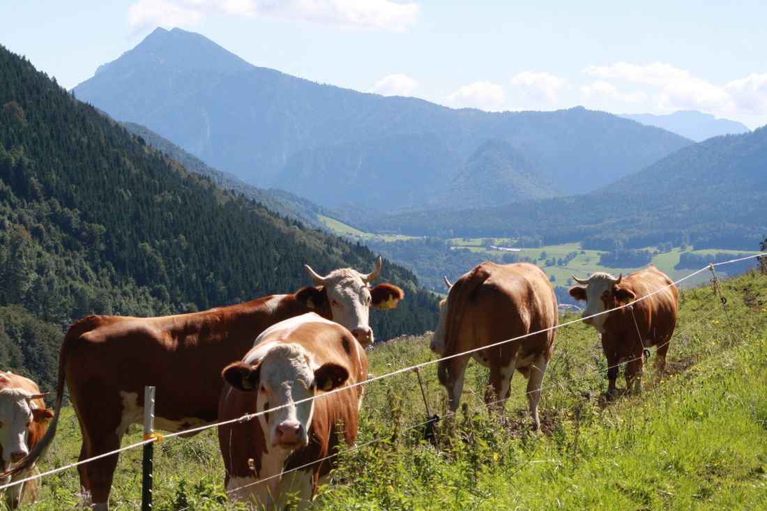 Unsre Koima auf der Alm