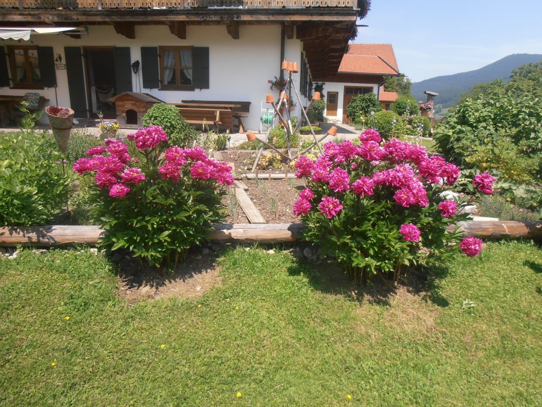Pfingstrosen am Haus