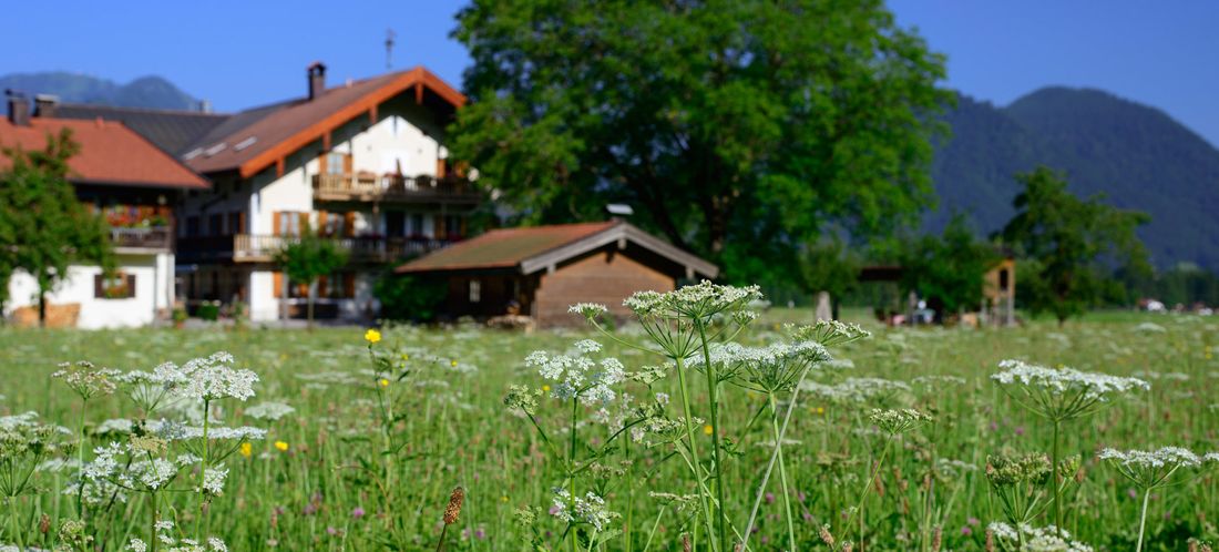 Ramslerhof mit Blumenwiese