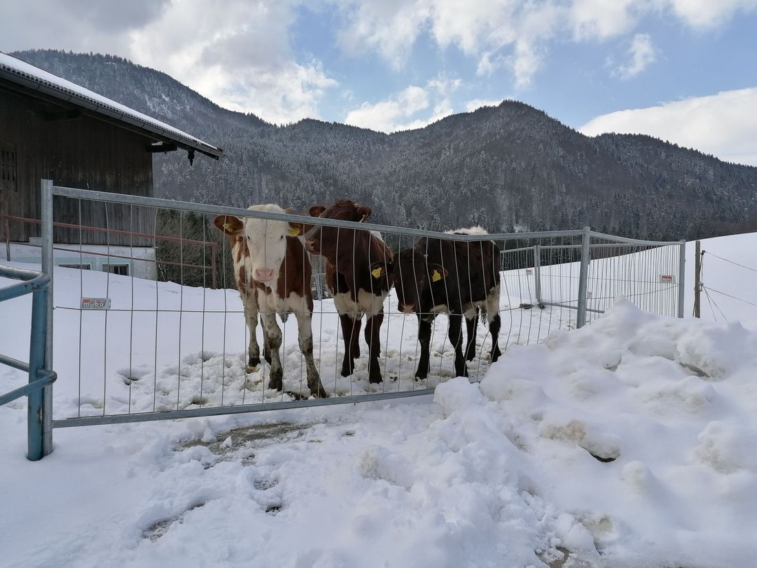 Unsere "Koima" im Winterauslauf sind neugierig
