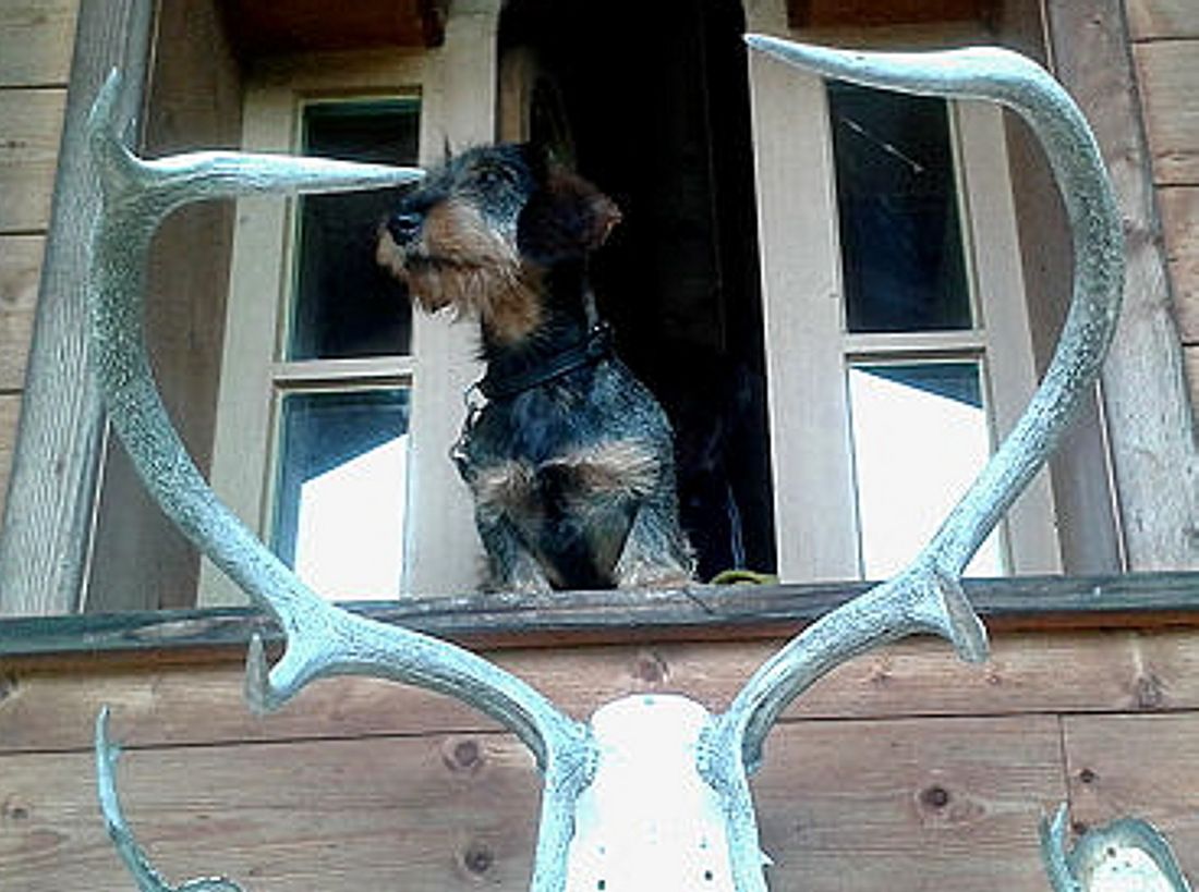 Hunde sind herzlich willkommen