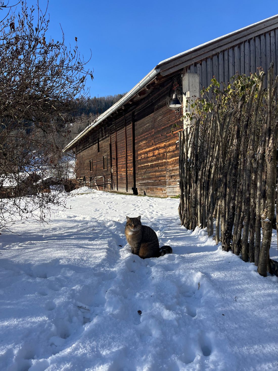 Unsere Tiere lieben den Winter