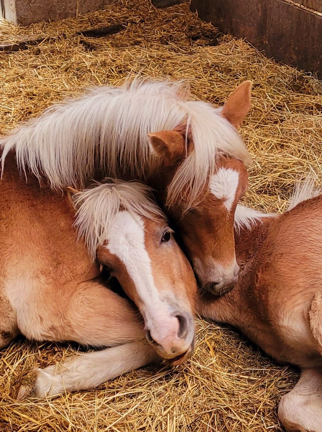 Unsere Kuschelhengste Nino und Santino