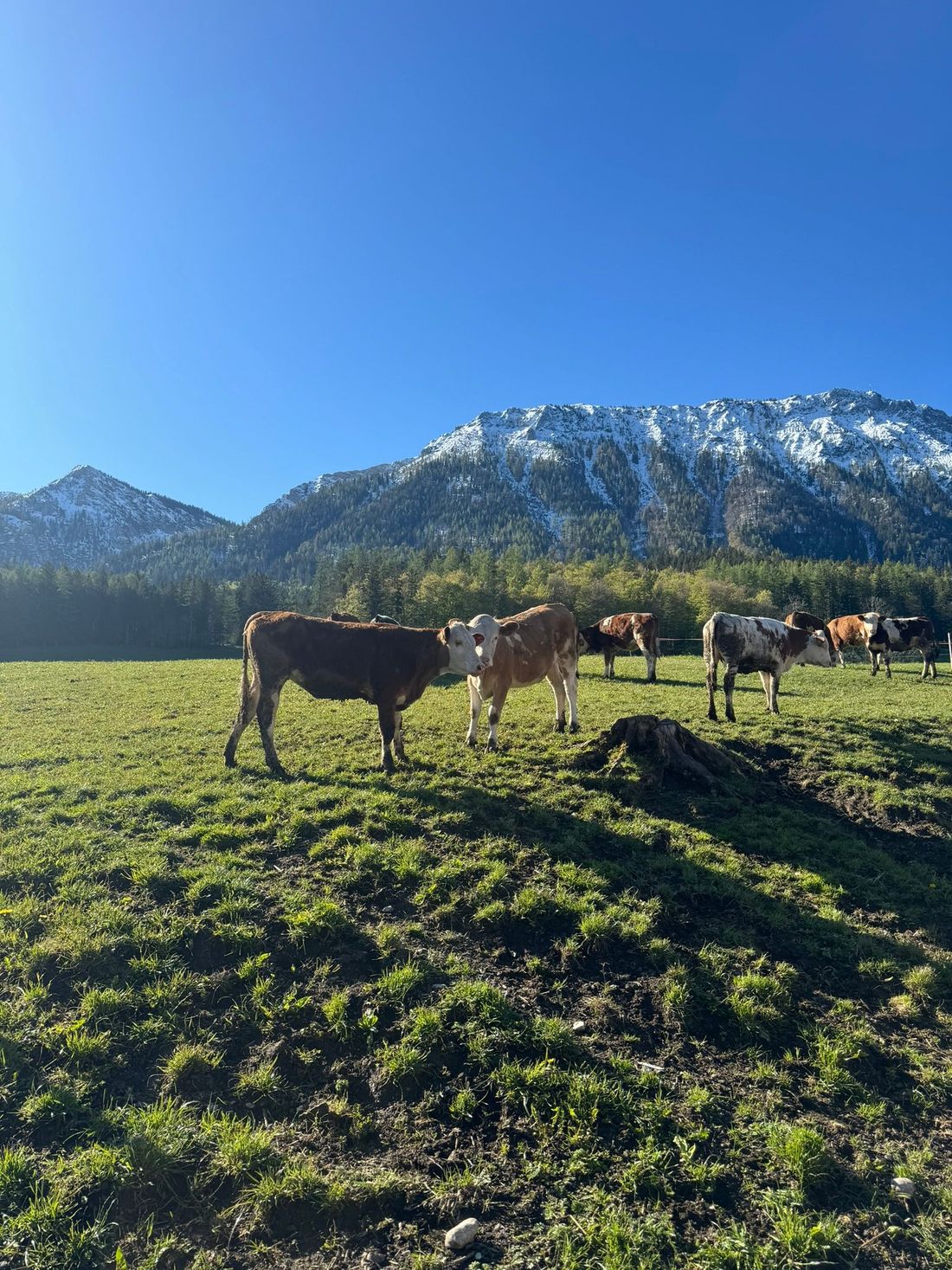 Unsere Kälber vor der Bergkulisse