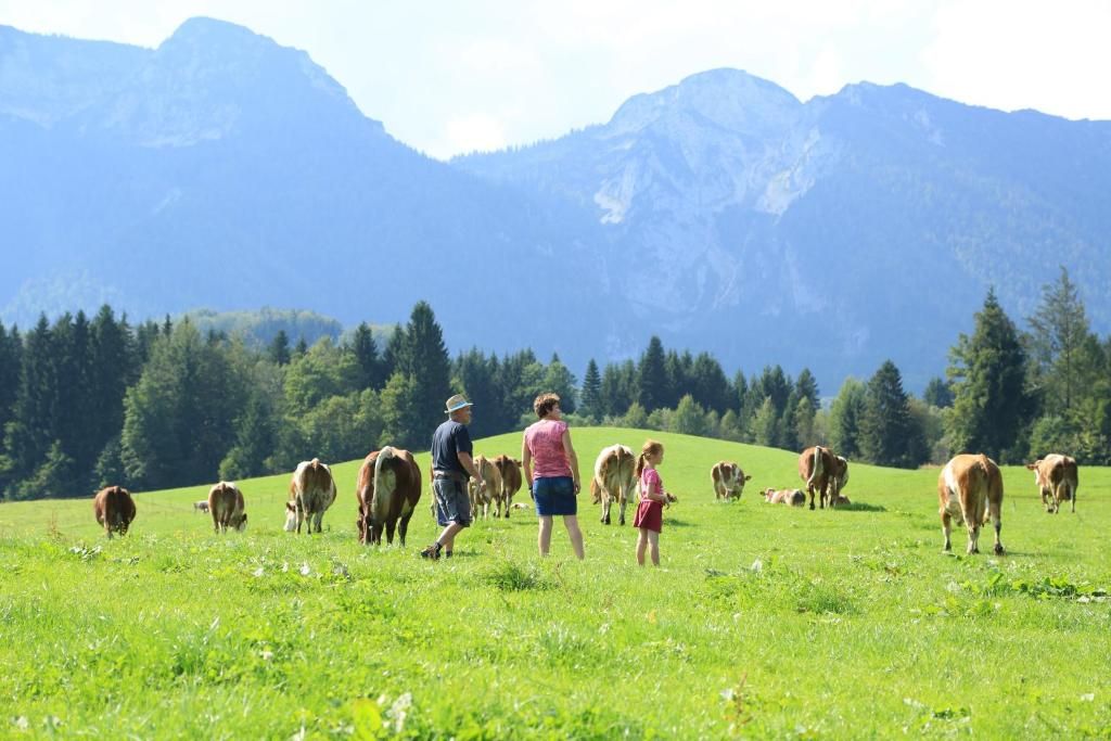 Feld