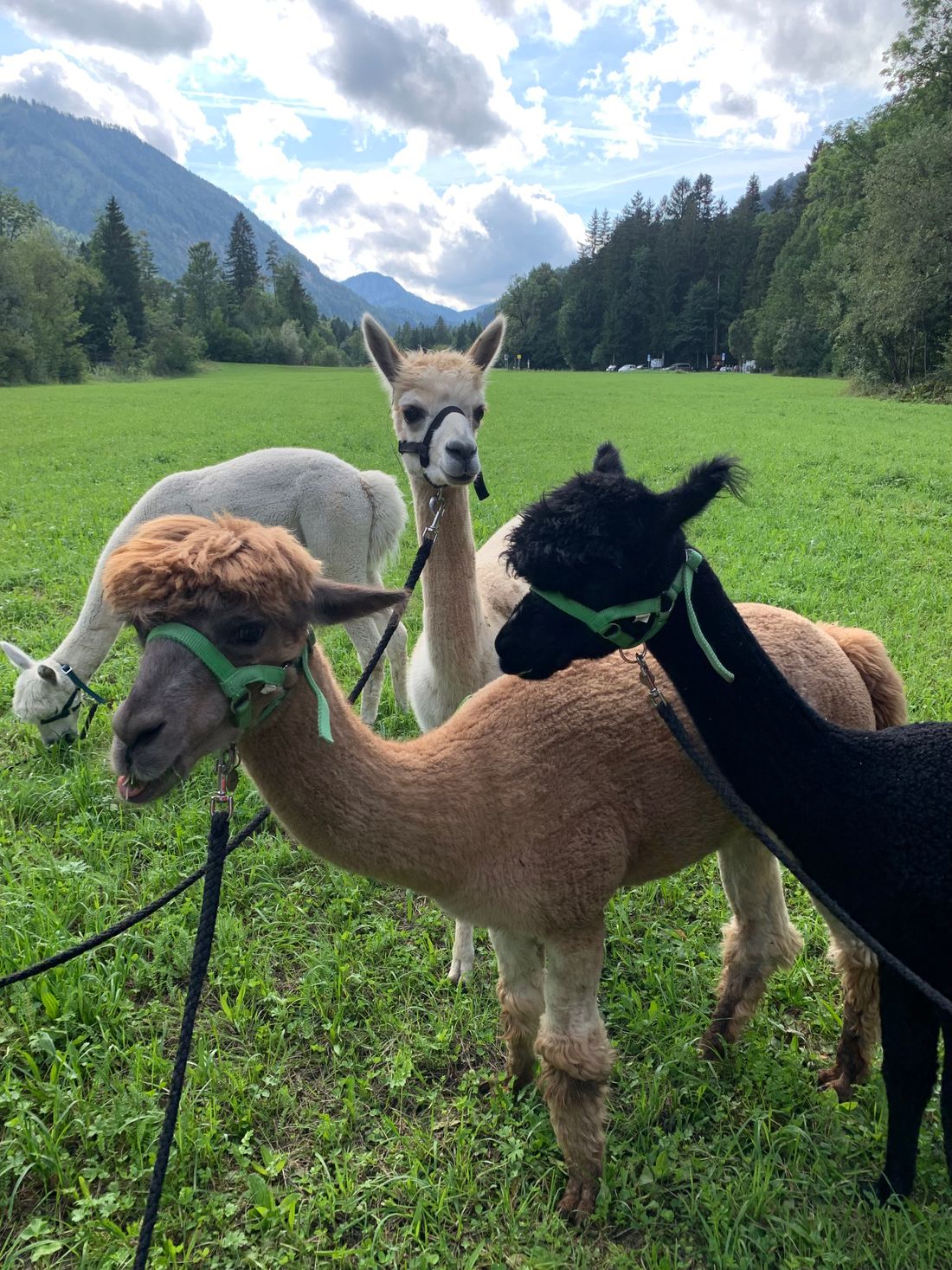 Alpakawanderung in Ruhpolding