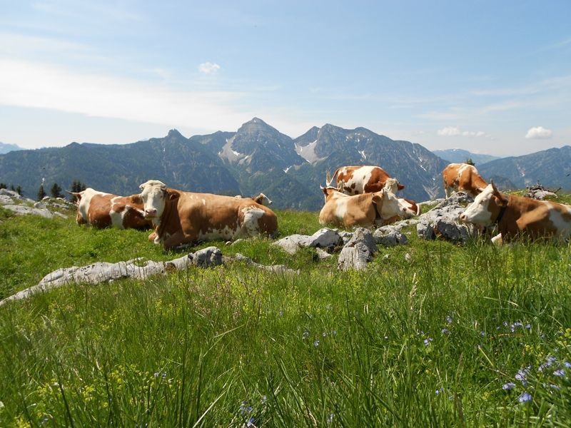 Kühe auf der Kienberg-Alm