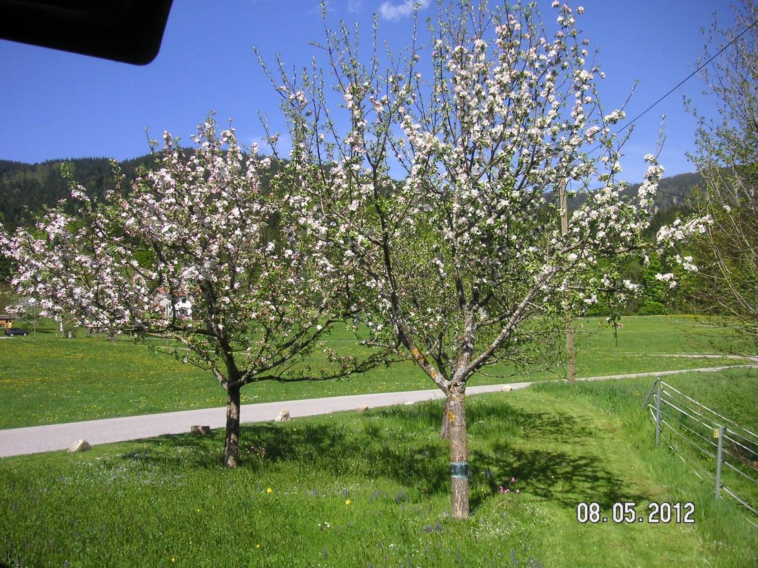 Apfelbaumblüten vor dem Haus
