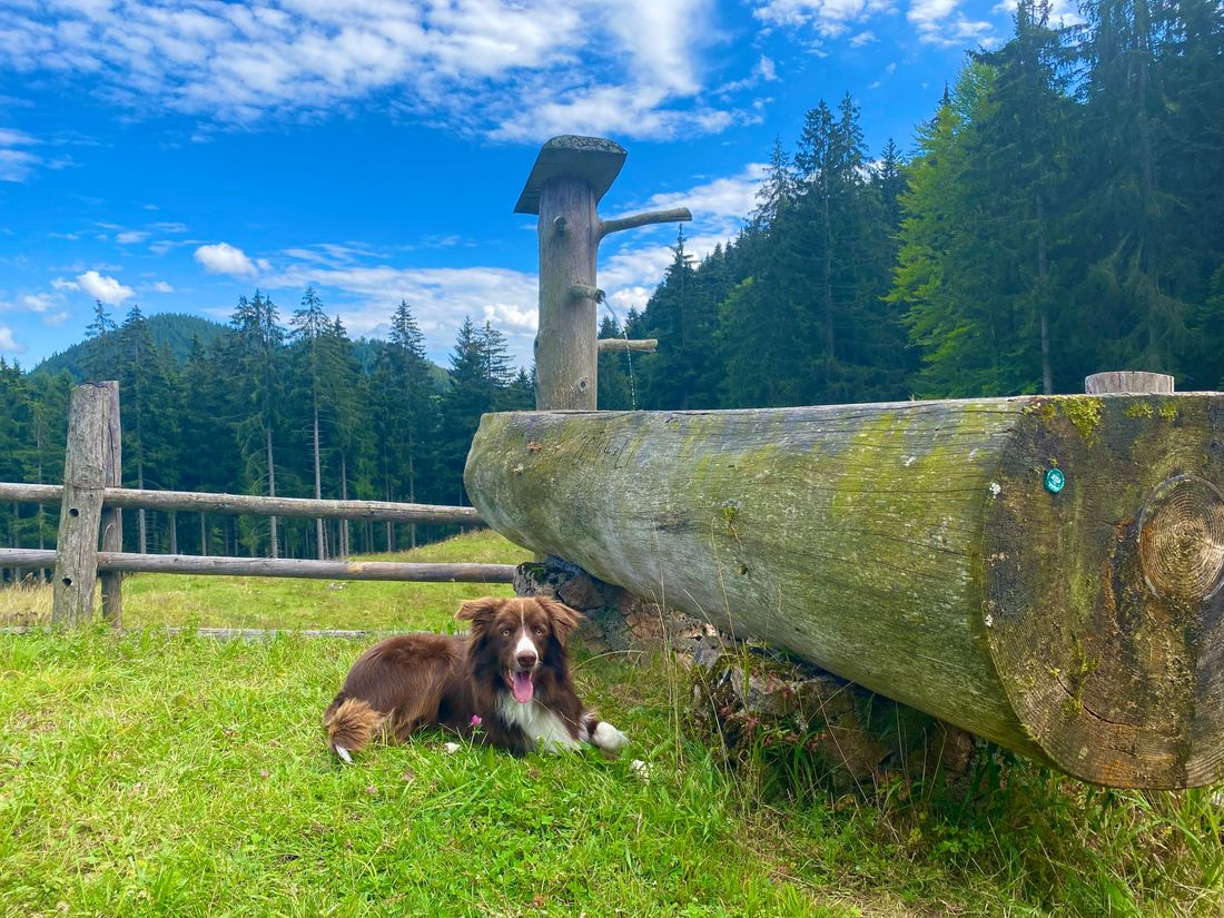 Rexi unser Hofhund