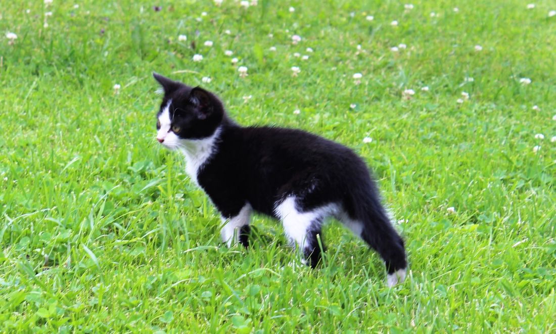 Unsere Hofkatze