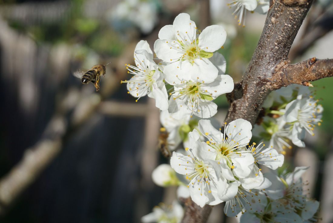 unsere fleißigen Bienen