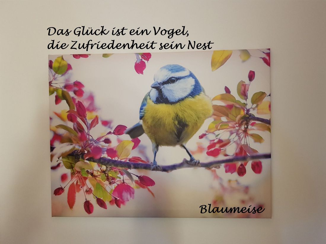 Blaumeise