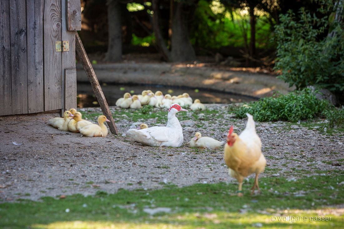 Unsere Enten