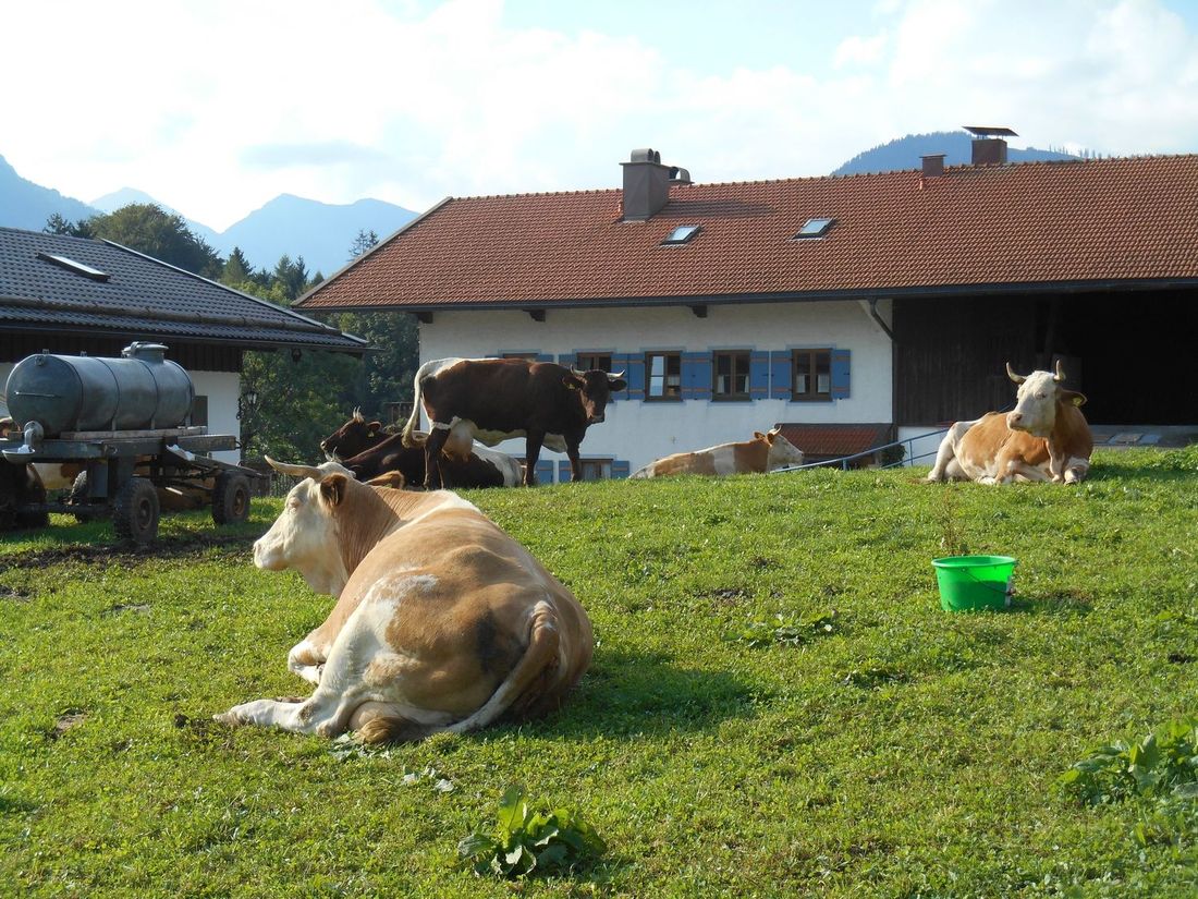 Unsere Tiere am Hof