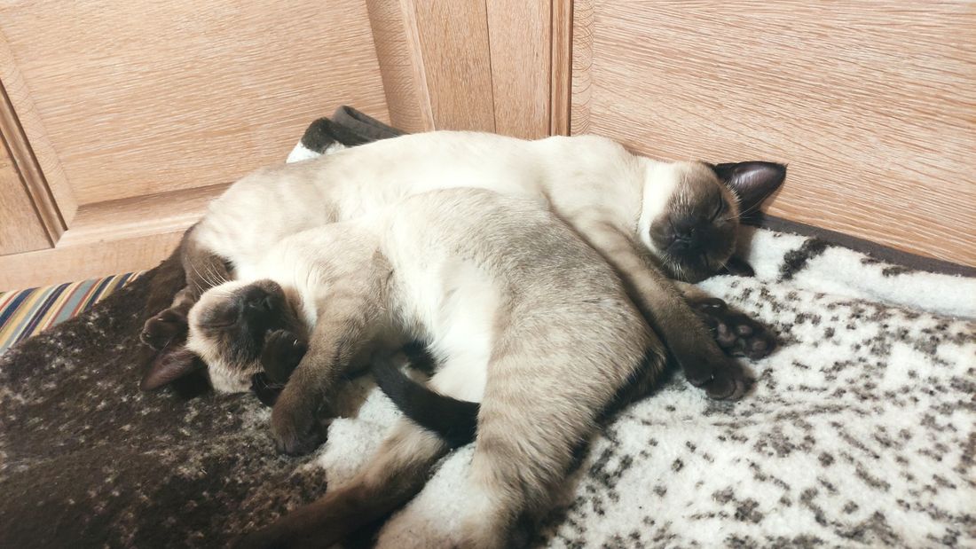 Unsere Kuschelkatzen