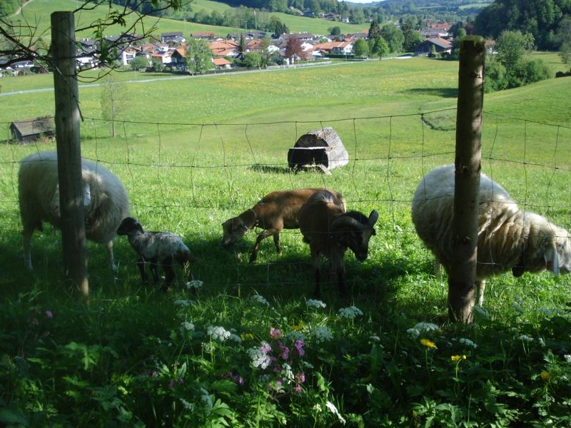 Unsere Schafe
