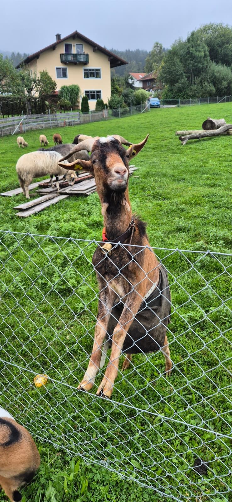 Die nachbarn haben Ziegen und Schafen