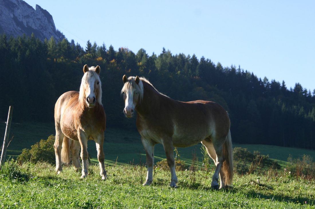 Unsere Pferde