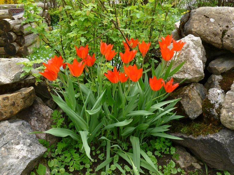im Garten