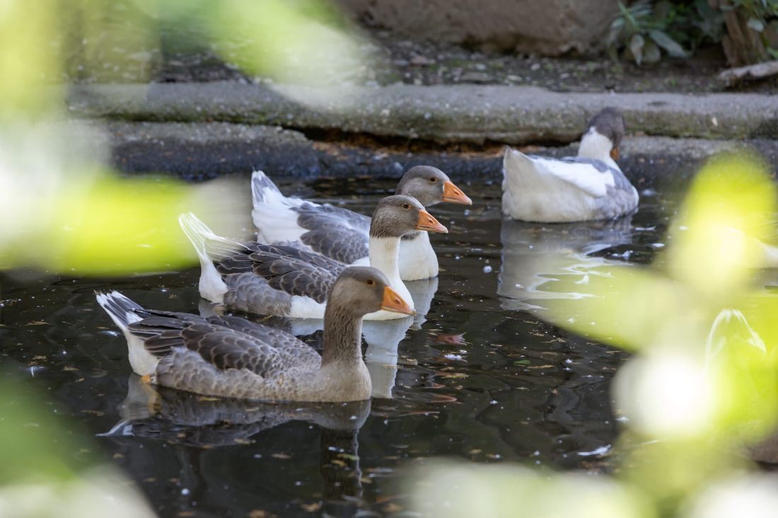 Tiere am Hof